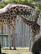 Image of reticulated giraffe