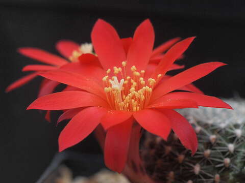 Image of Rebutia minuscula K. Schum.