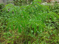 Amorphophallus paeoniifolius (Dennst.) Nicolson resmi