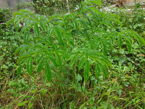 Image of Elephant foot yam