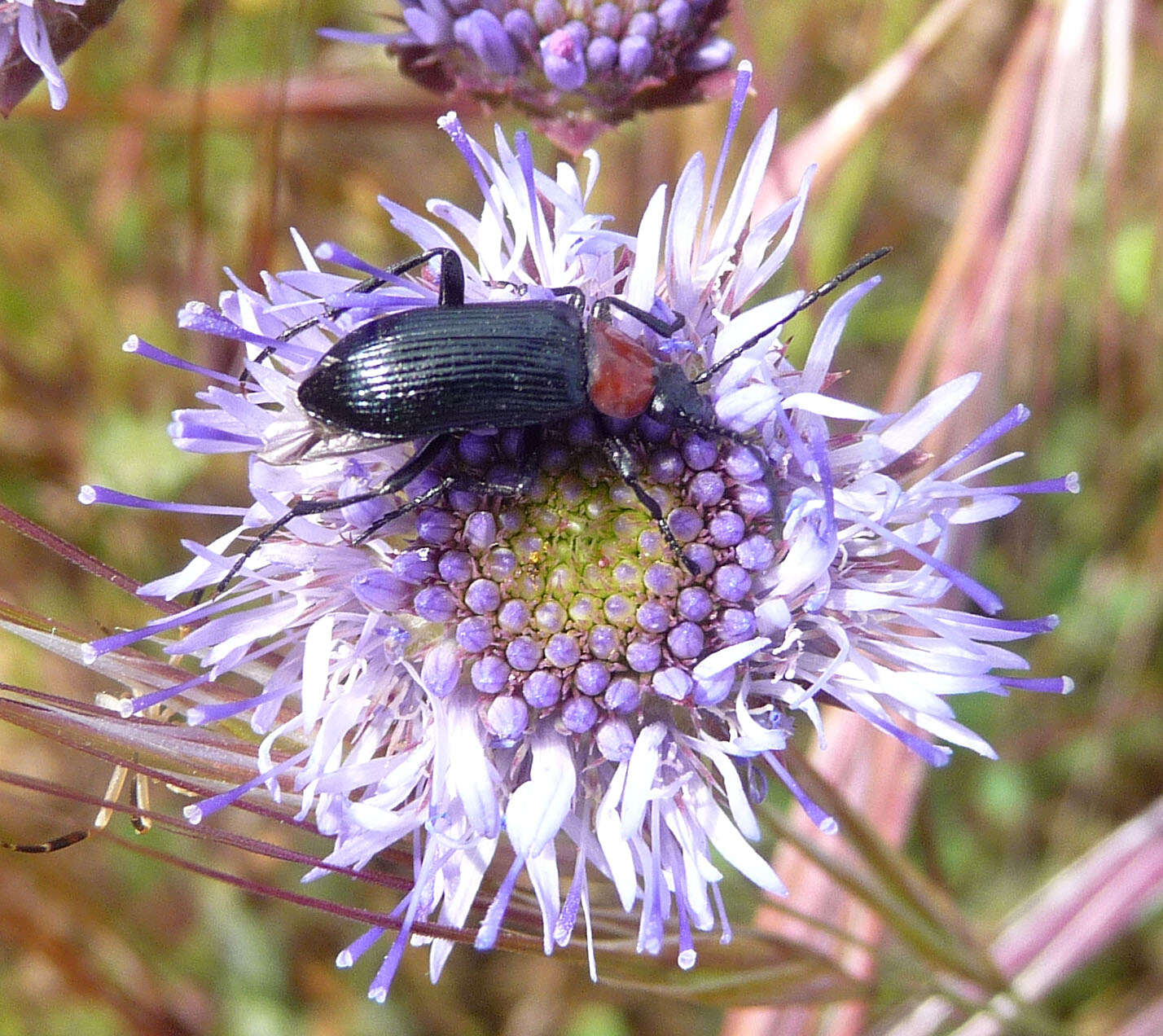 Image of Heliotaurus ruficollis