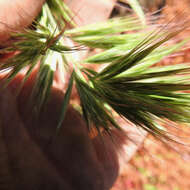 Image of compact brome