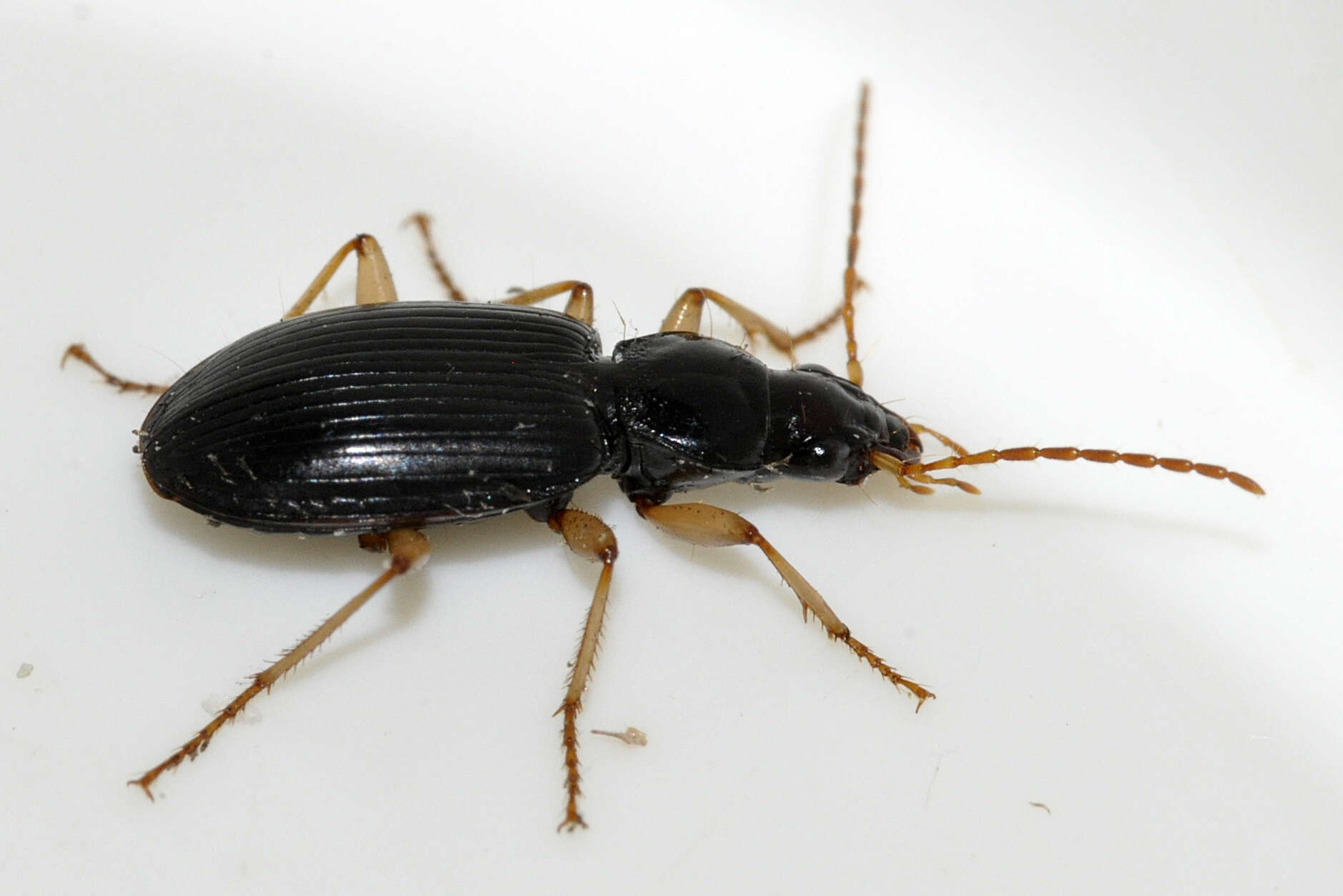 Image of Ground beetle