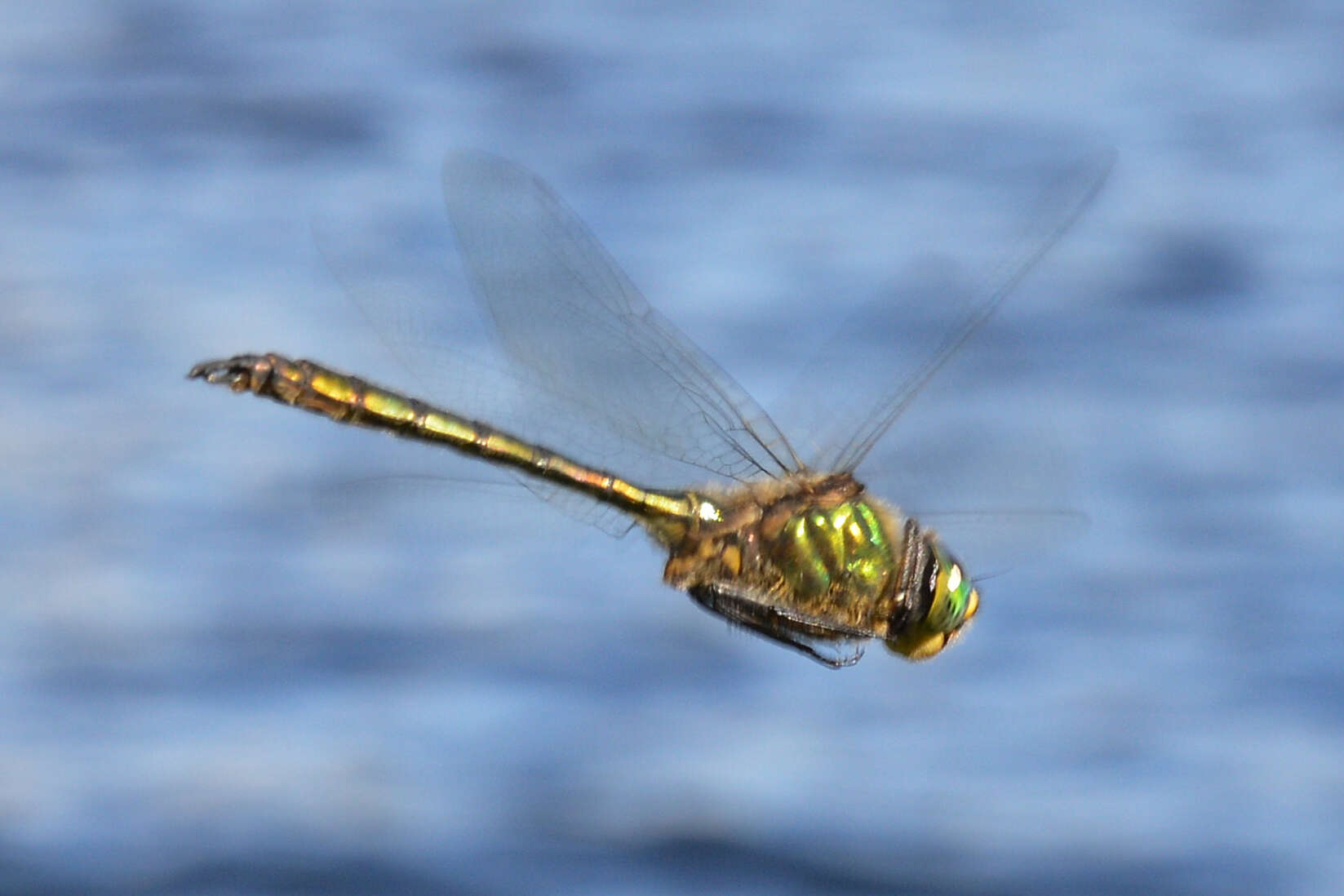 Imagem de Somatochlora metallica (Vander Linden 1825)