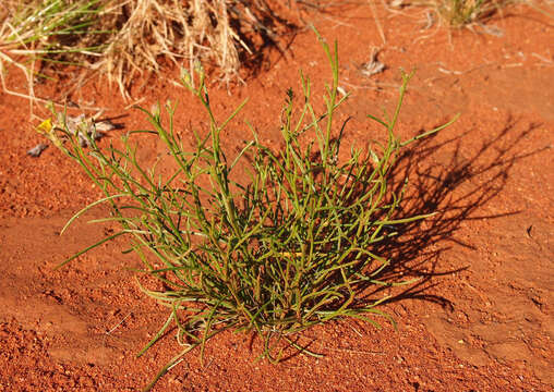 Image of Goodenia triodiophila R. C. Carolin