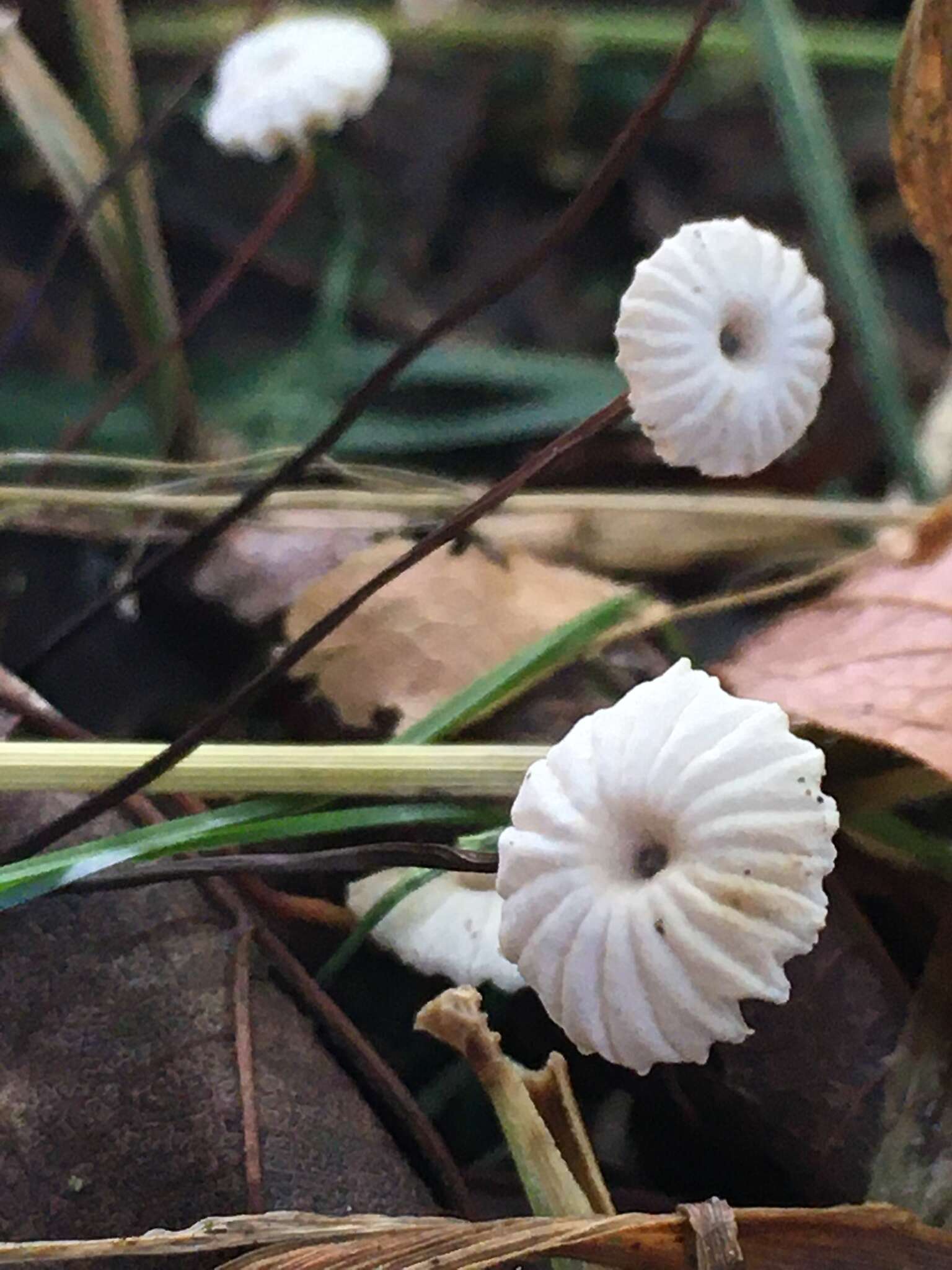 Image of Marasmius rotula (Scop.) Fr. 1838