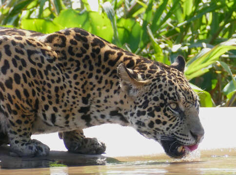 Image of Panthera onca palustris (Ameghino 1888)