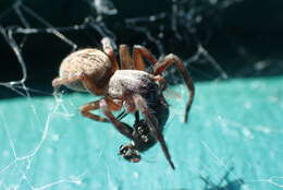 Image of Desid spider