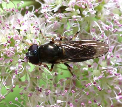 Image of <i>Cheilosia scutellata</i>