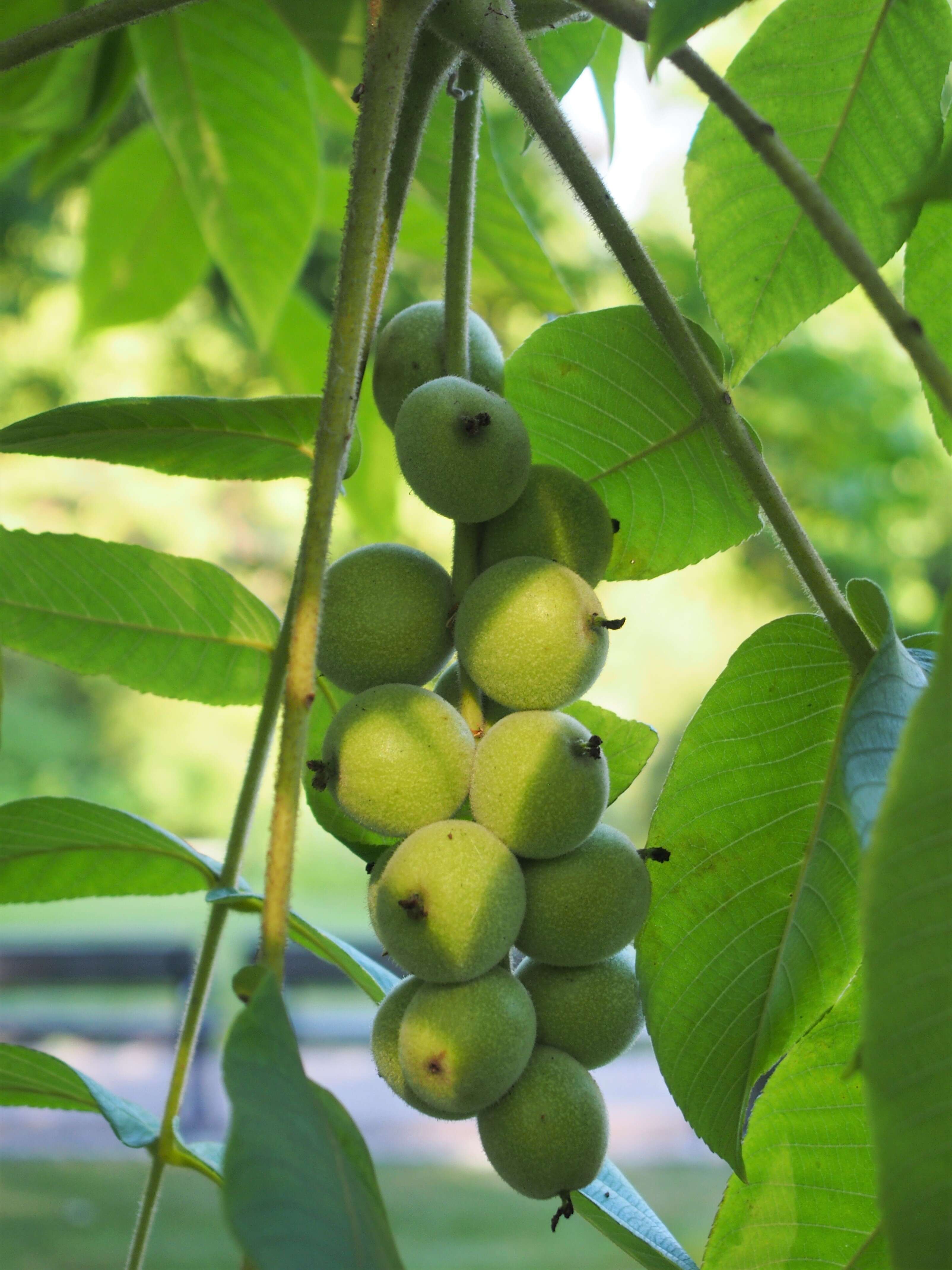 Image of Juglans ailantifolia