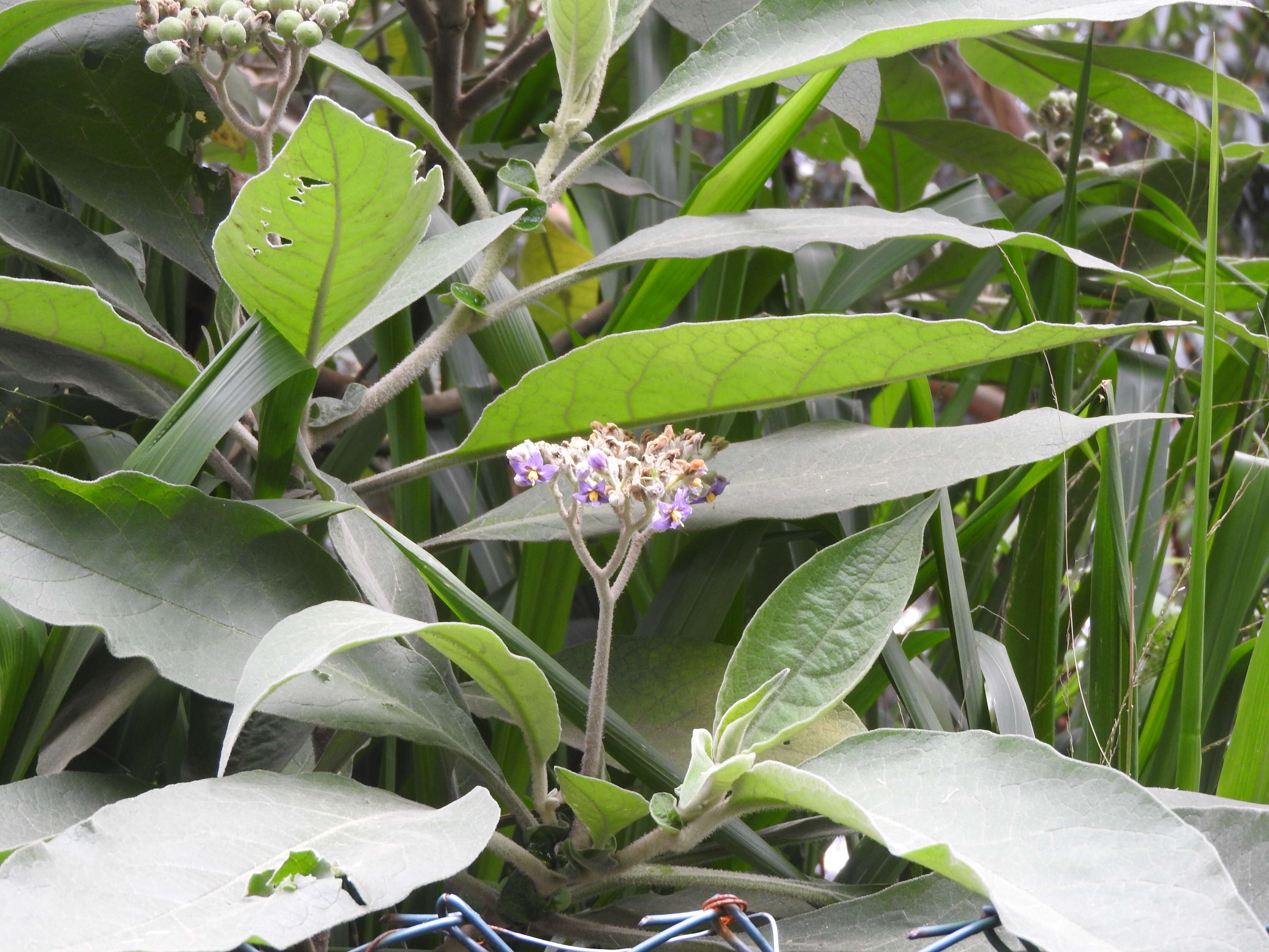 Image of earleaf nightshade