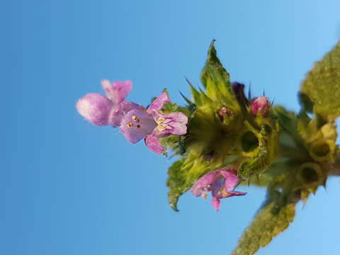 Image of Downy Hemp Nettle