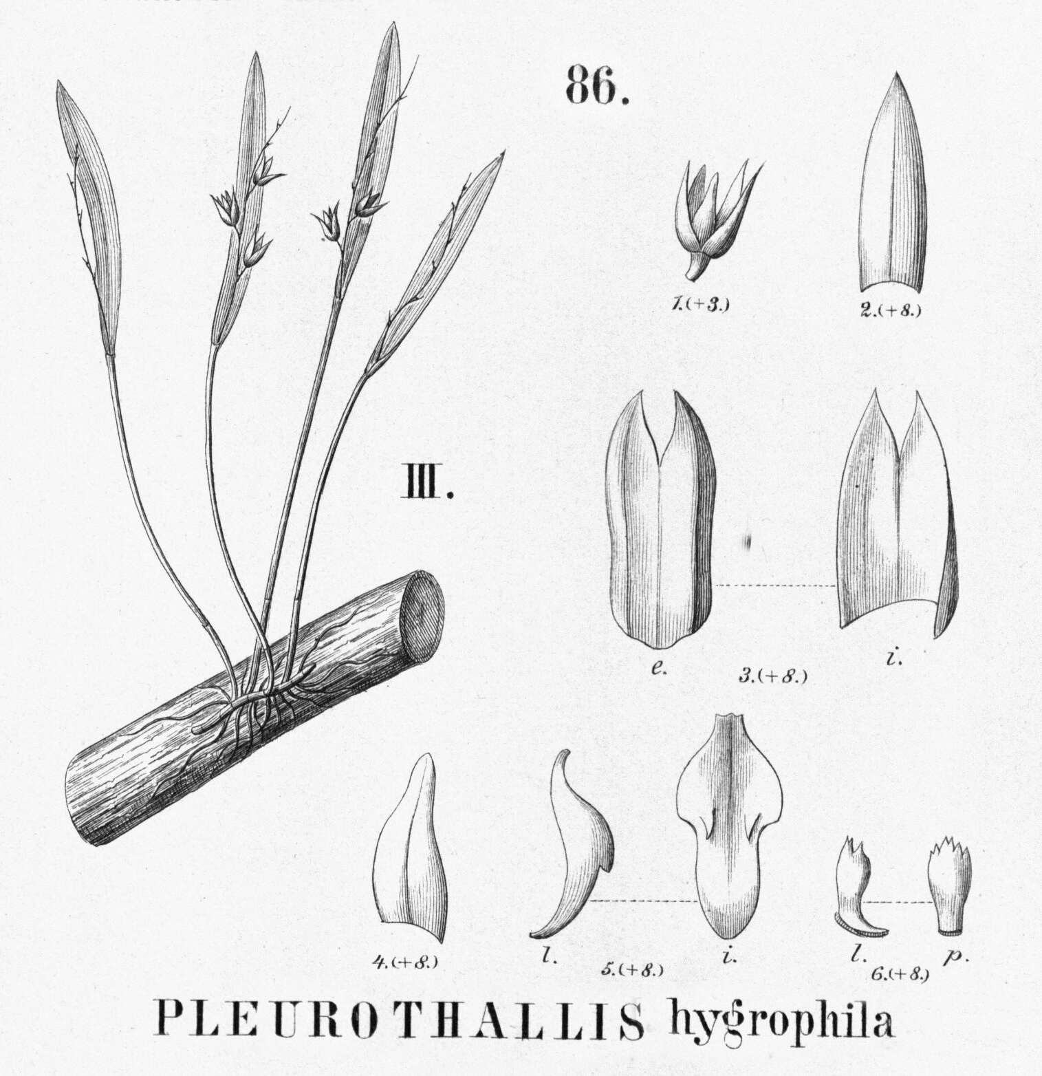 Image of Acianthera hygrophila (Barb. Rodr.) Pridgeon & M. W. Chase