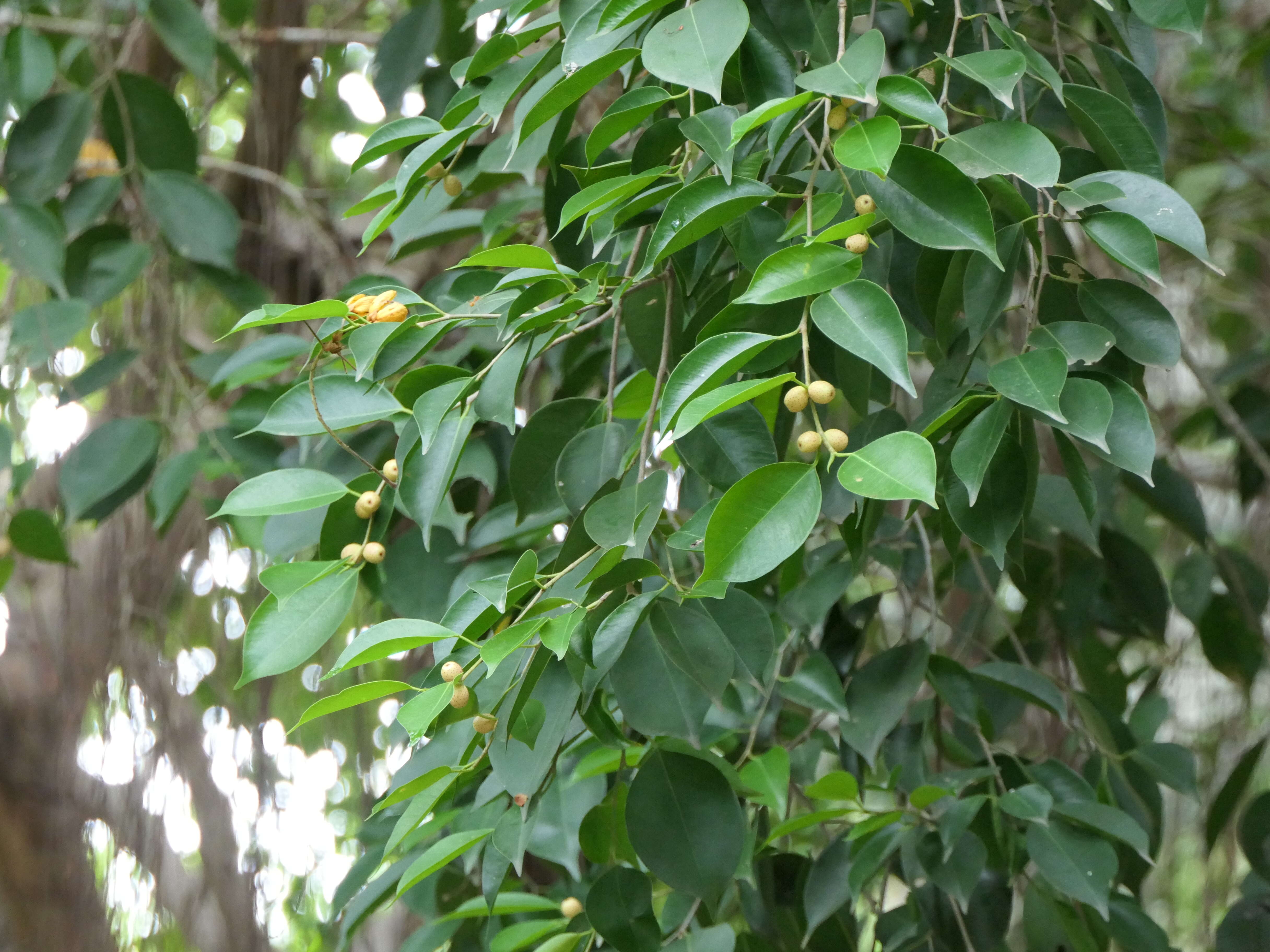 Imagem de Ficus benjamina L.