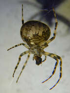 Image de Parasteatoda