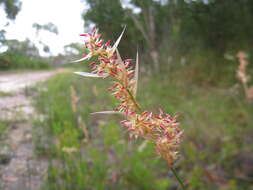 Слика од Lepyrodia scariosa R. Br.