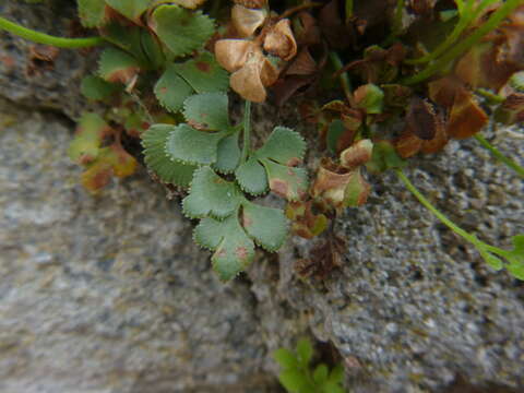 Image of Wall-rue