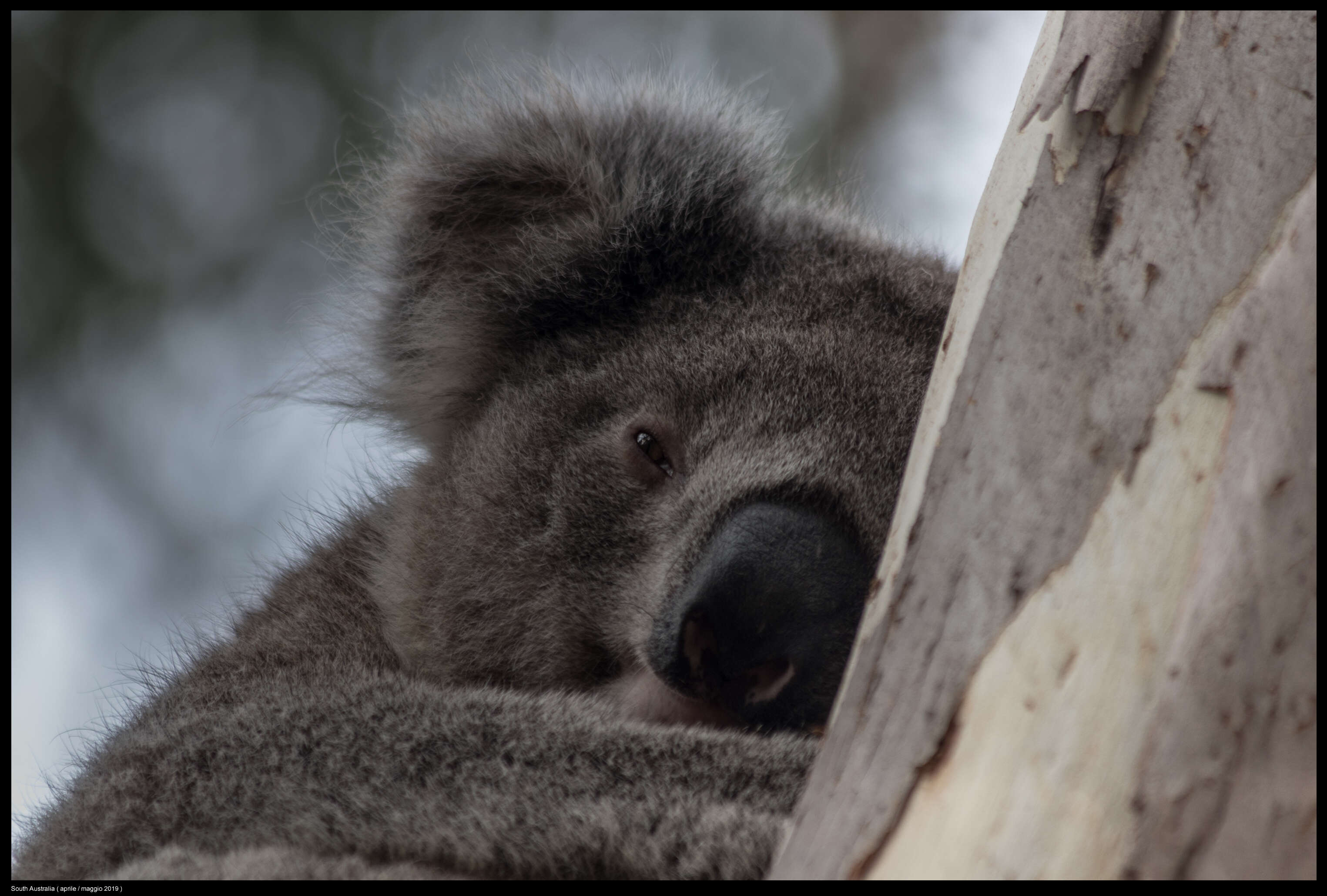 Image of koalas