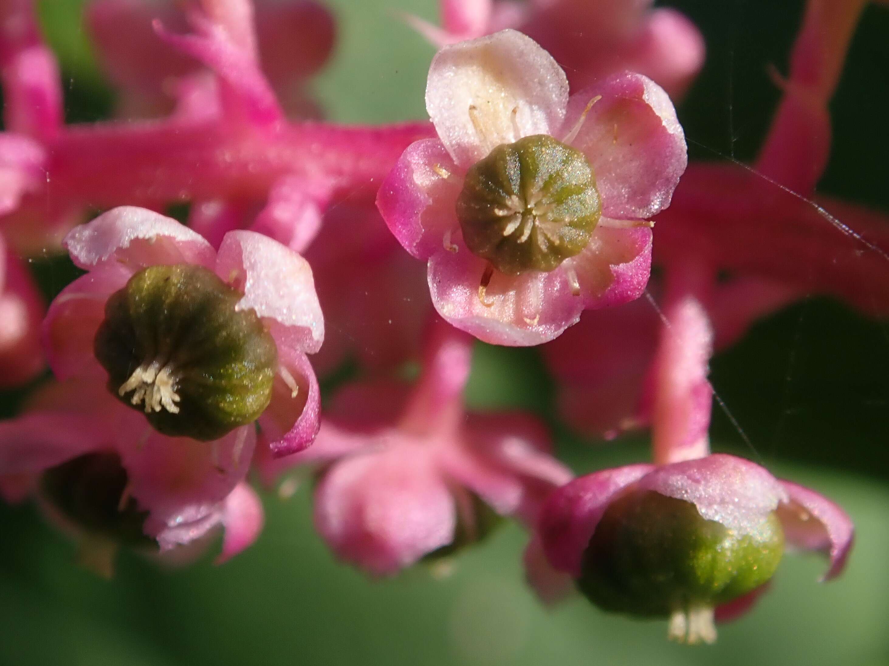 Image of American Nightshade