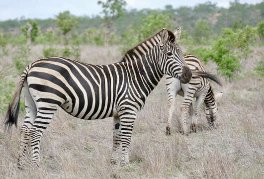 Image of Burchell's zebra