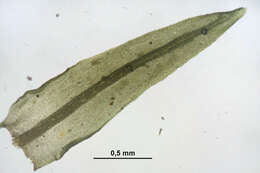 Image of dichodontium moss