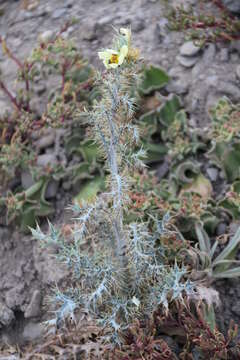 Image of pale Mexican pricklypoppy