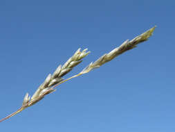 Image of smallflower lovegrass