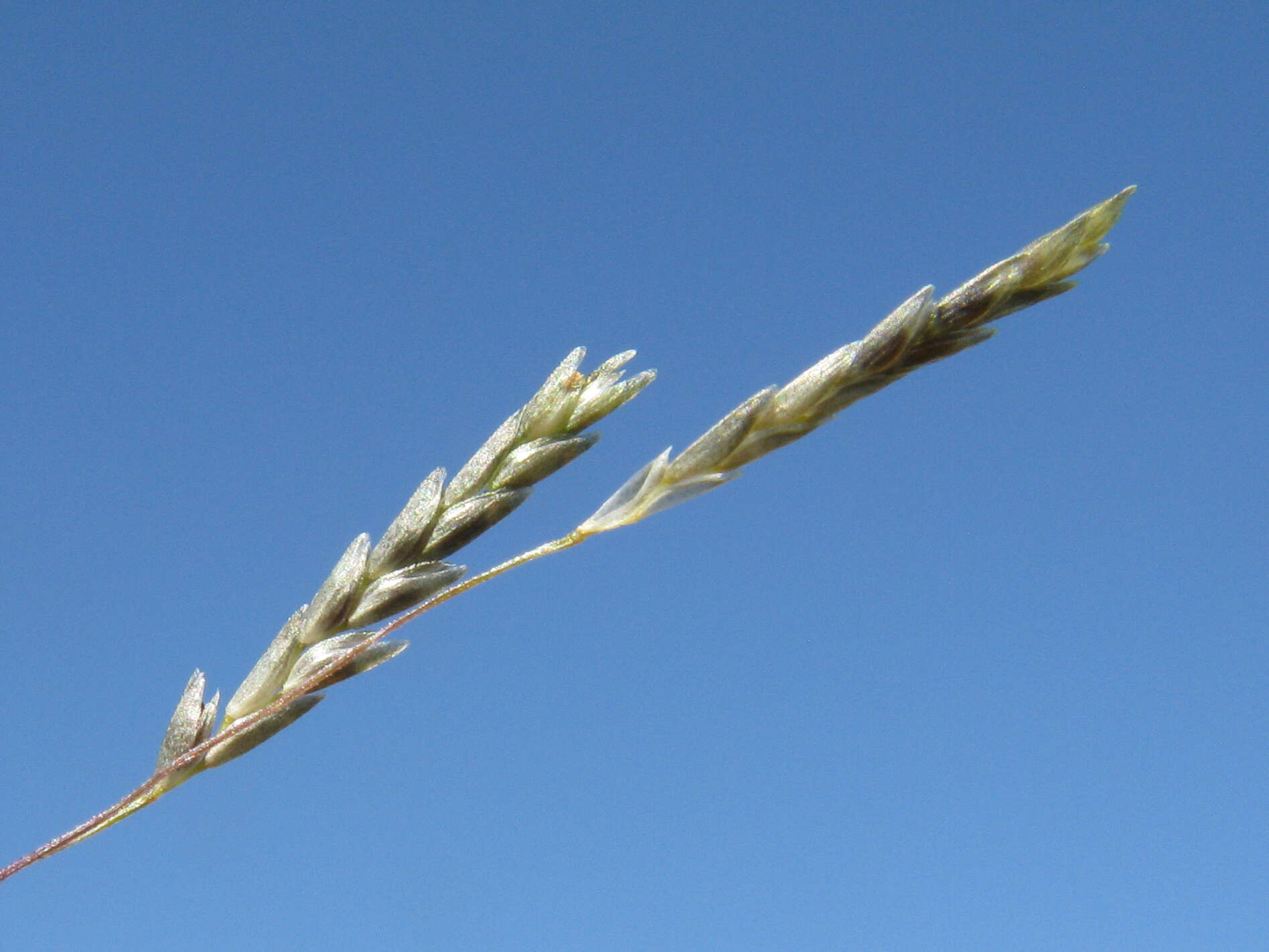 Image of smallflower lovegrass