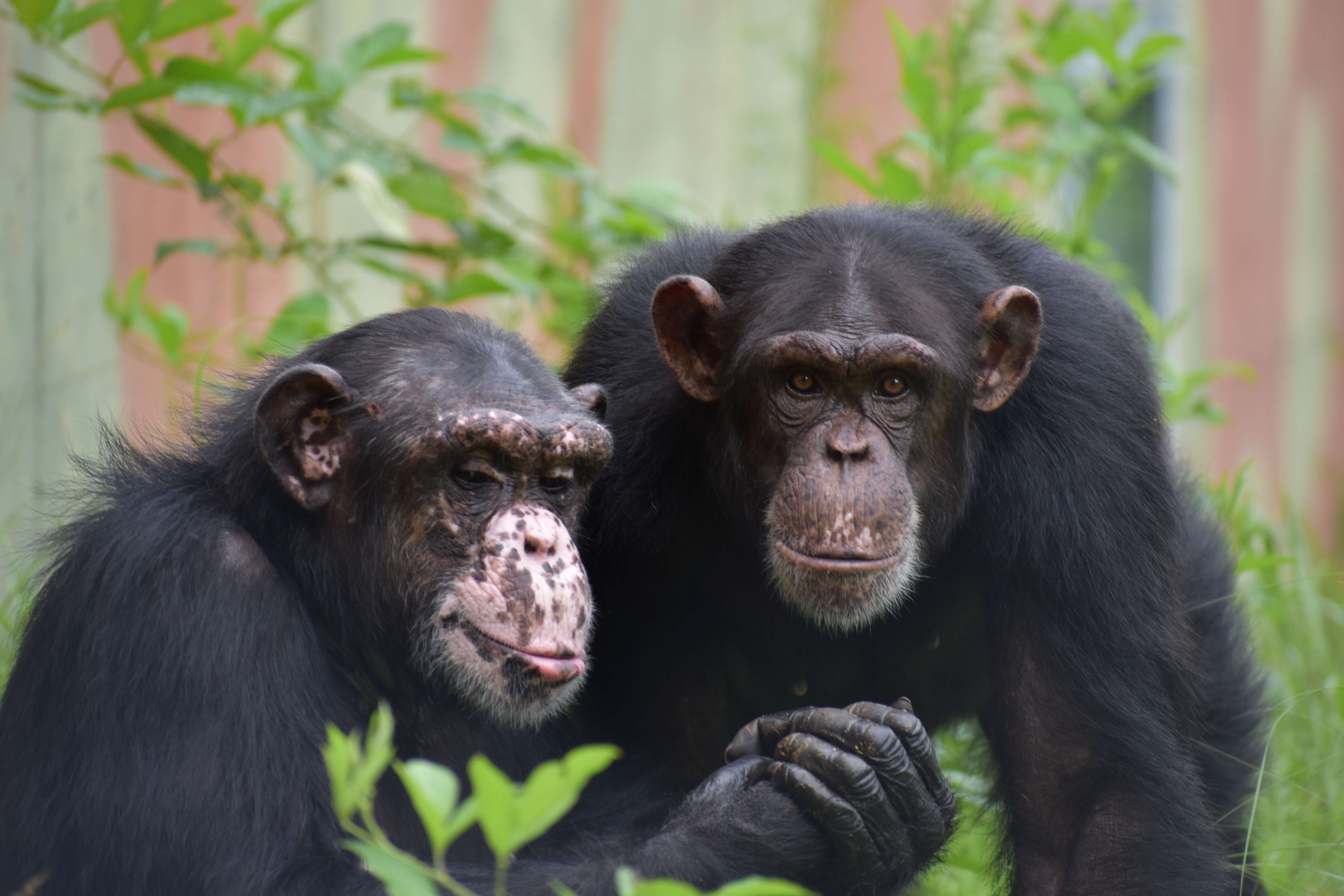 Image of chimpanzee