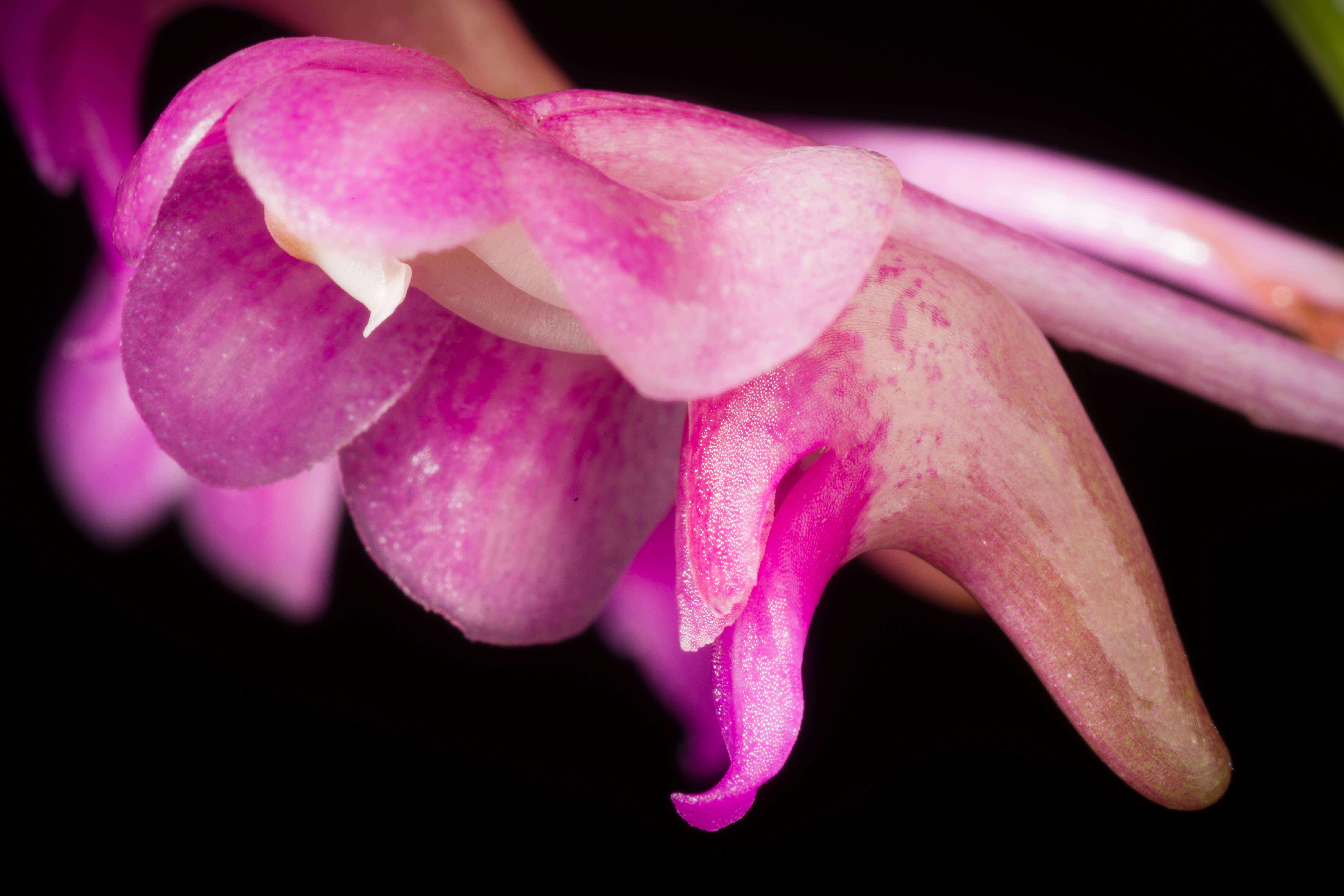 Image of Aerides leeana Rchb. fil.