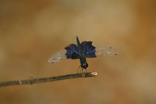 Image of Rhyothemis triangularis Kirby 1889