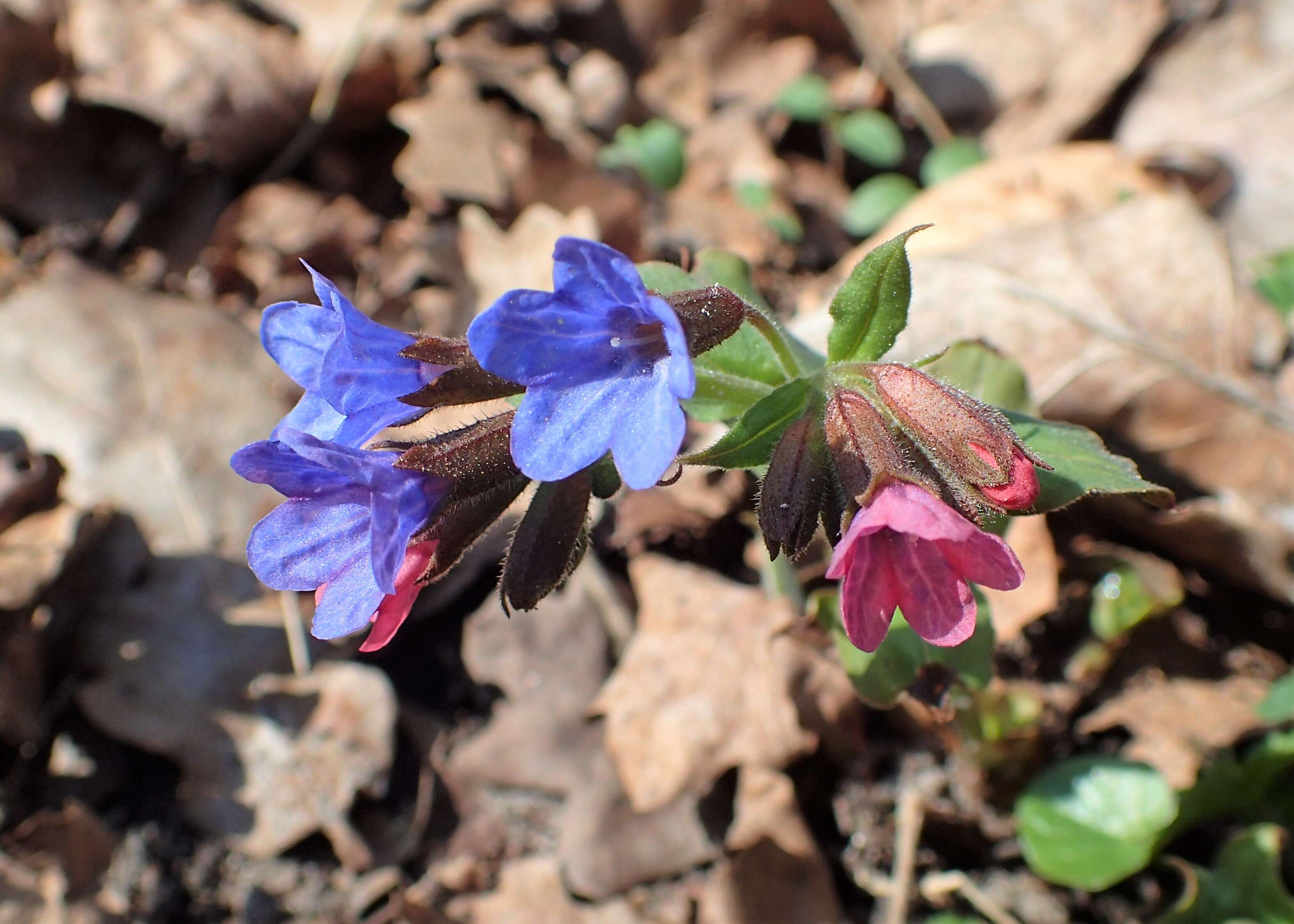 Image of Pulmonaria obscura Dumort.