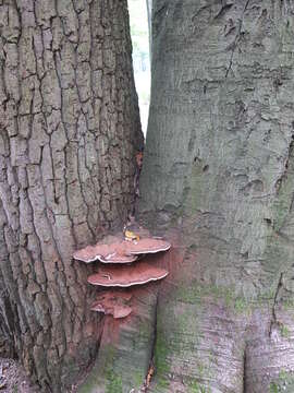 Image of Ganoderma applanatum