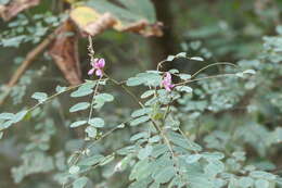 Image de Indigofera cassioides DC.