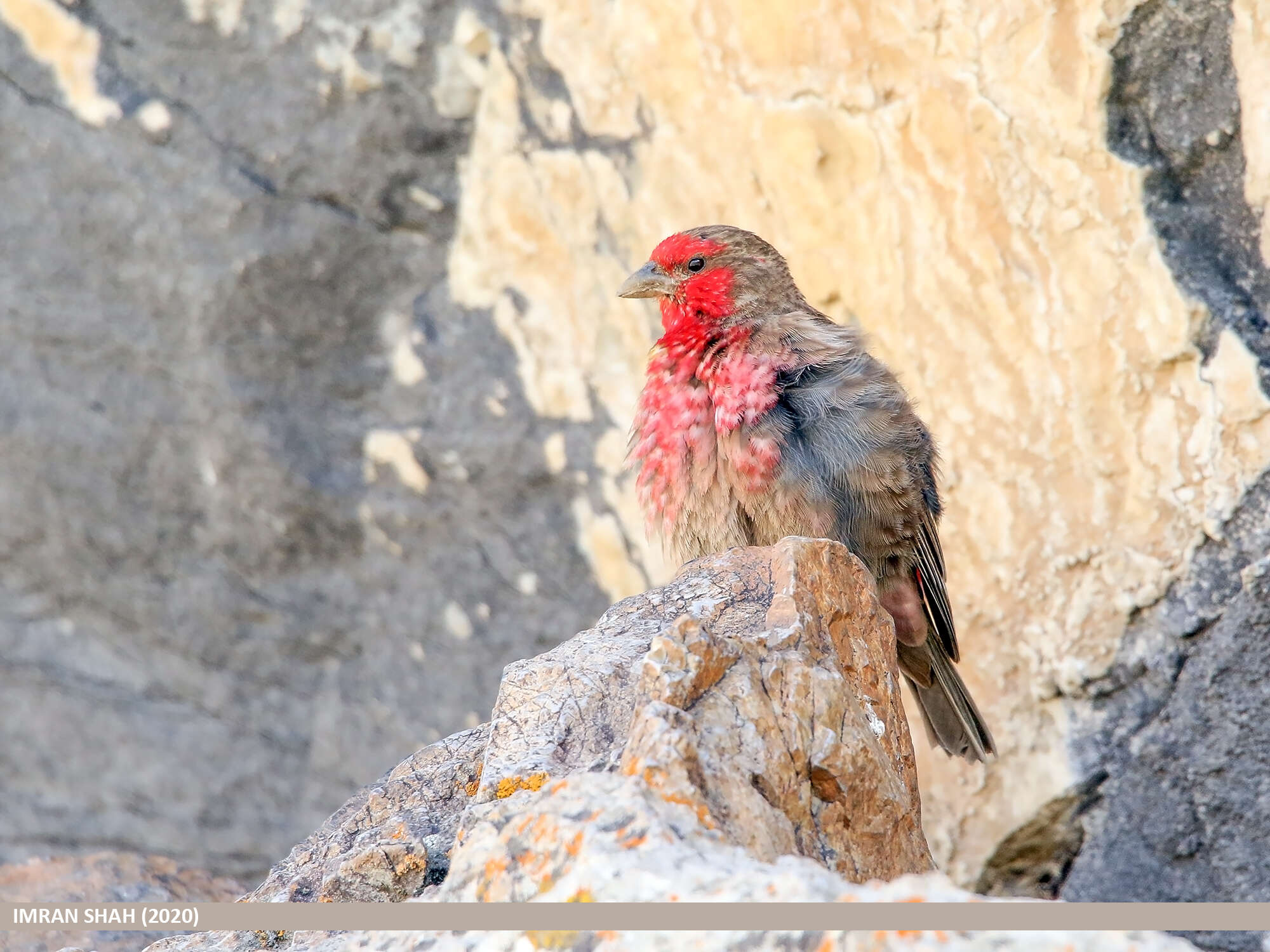 Image of Red-fronted Rosefinch