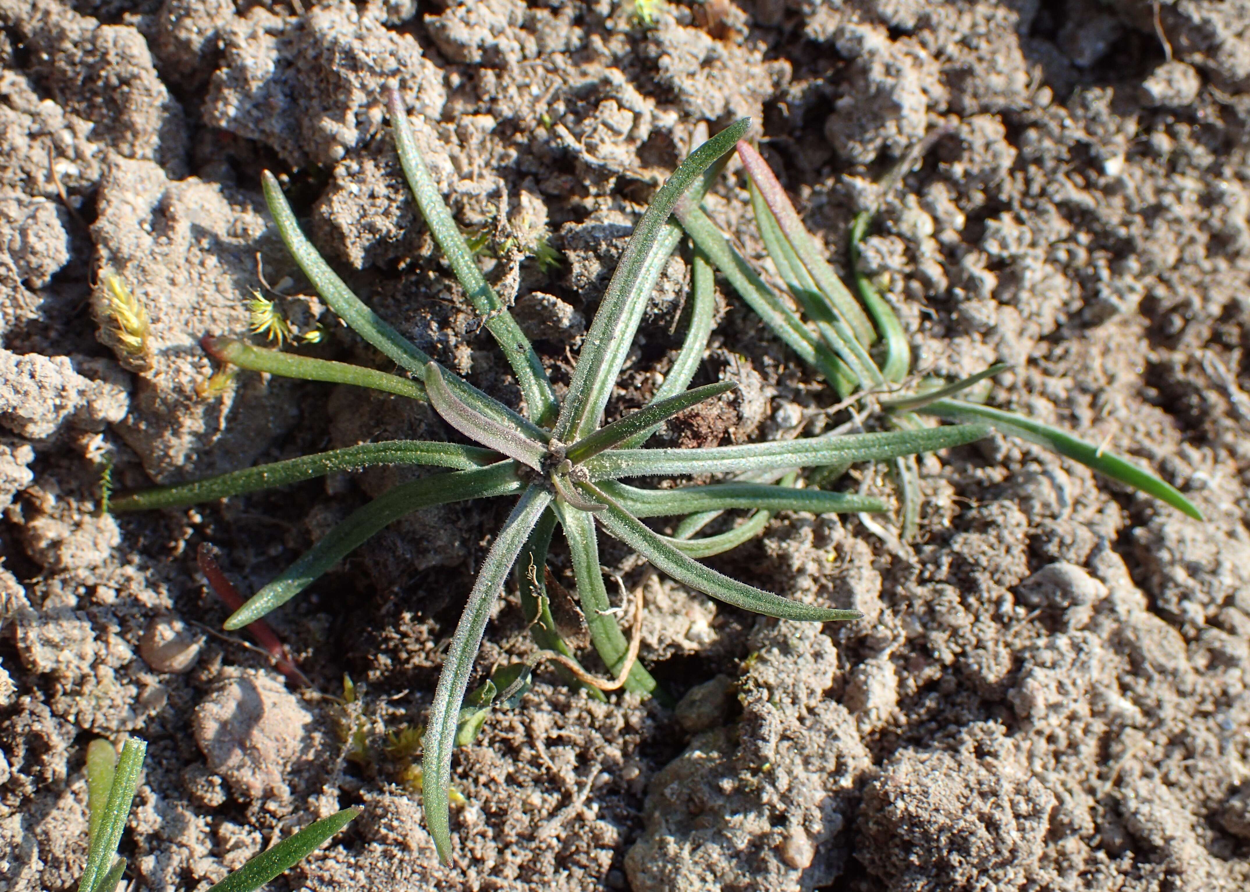 Image of thrift seapink