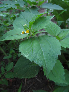 Galinsoga parviflora Cav. resmi