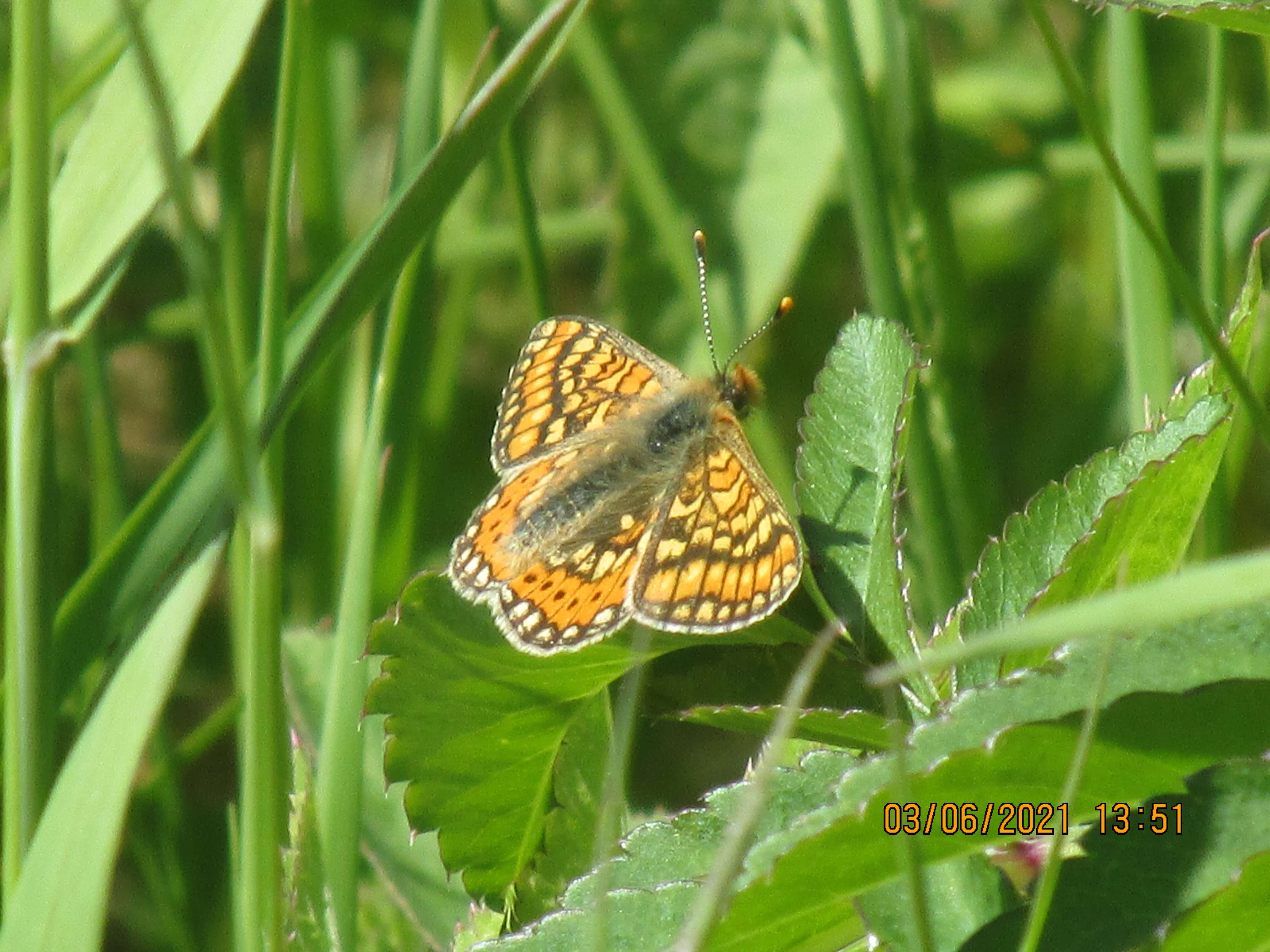 Plancia ëd Euphydryas aurinia