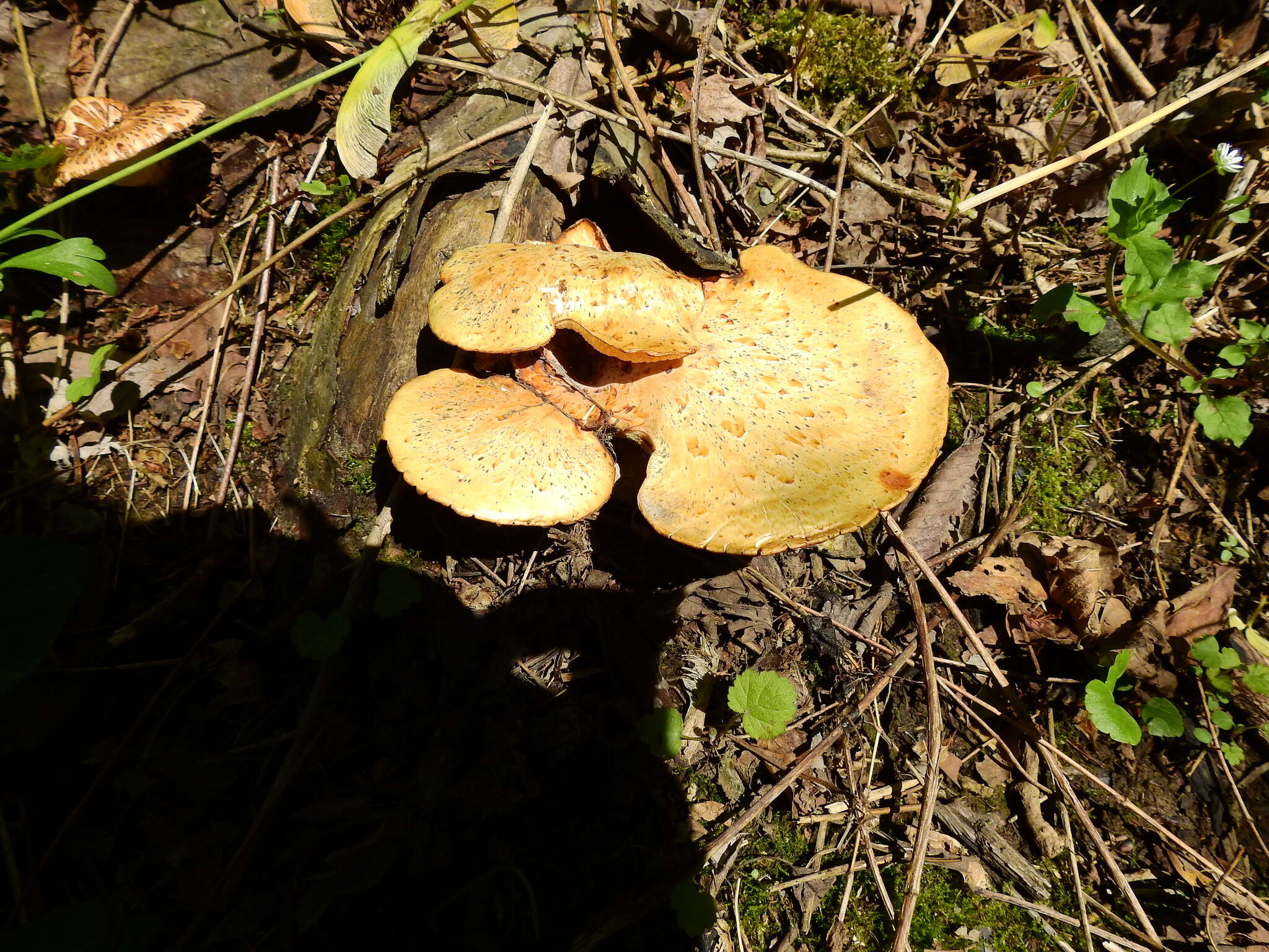 Image of dryad's saddle