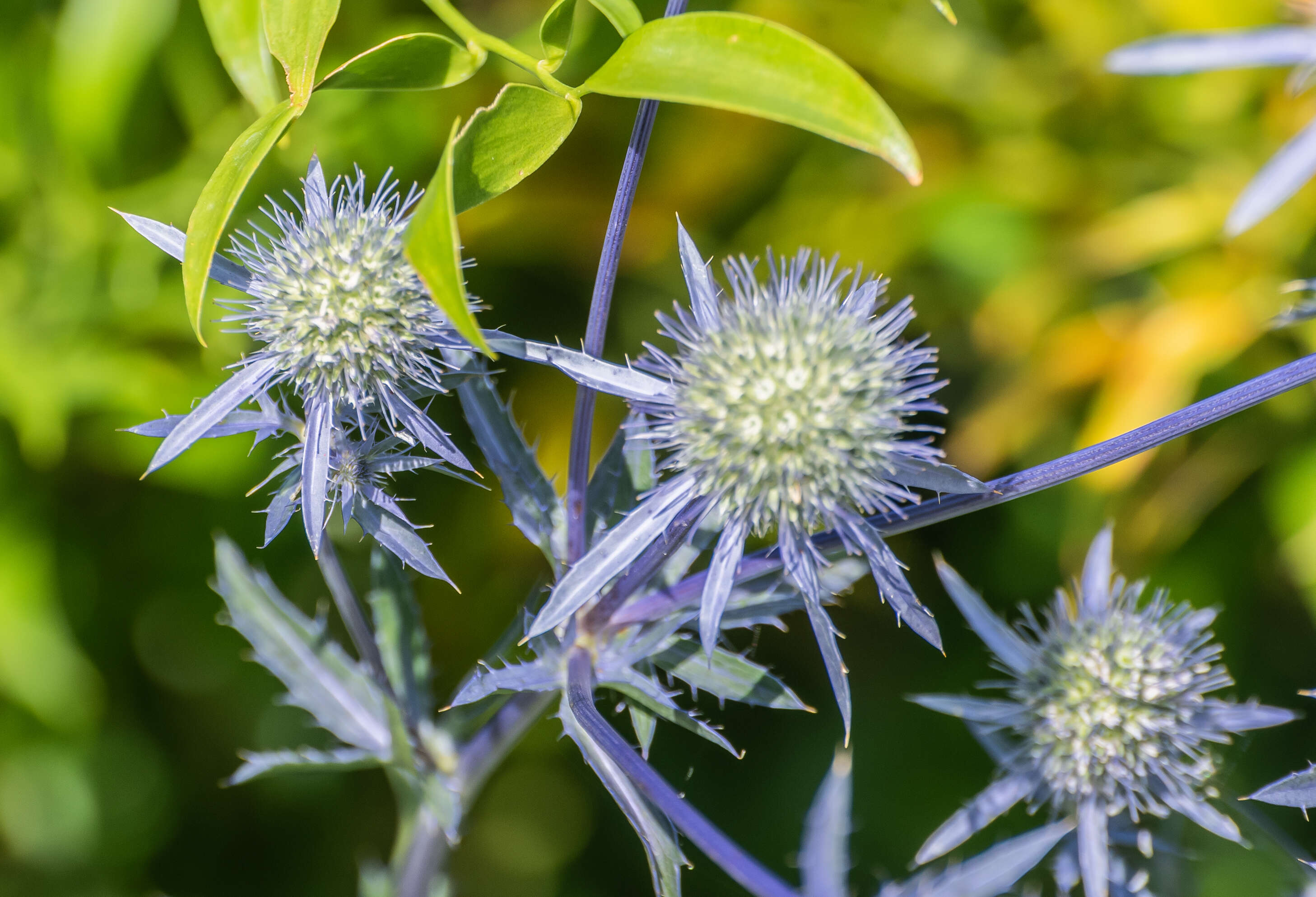 Imagem de Eryngium planum L.