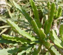 Imagem de Euphorbia grandidens Haw.