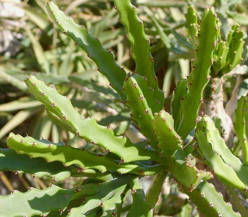 Imagem de Euphorbia grandidens Haw.