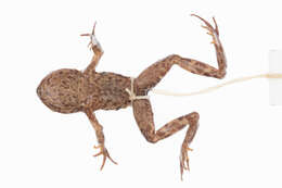 Image of New Zealand primitive frogs