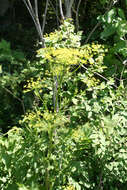 Image of wild parsnip