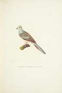 Image of Diamond Dove