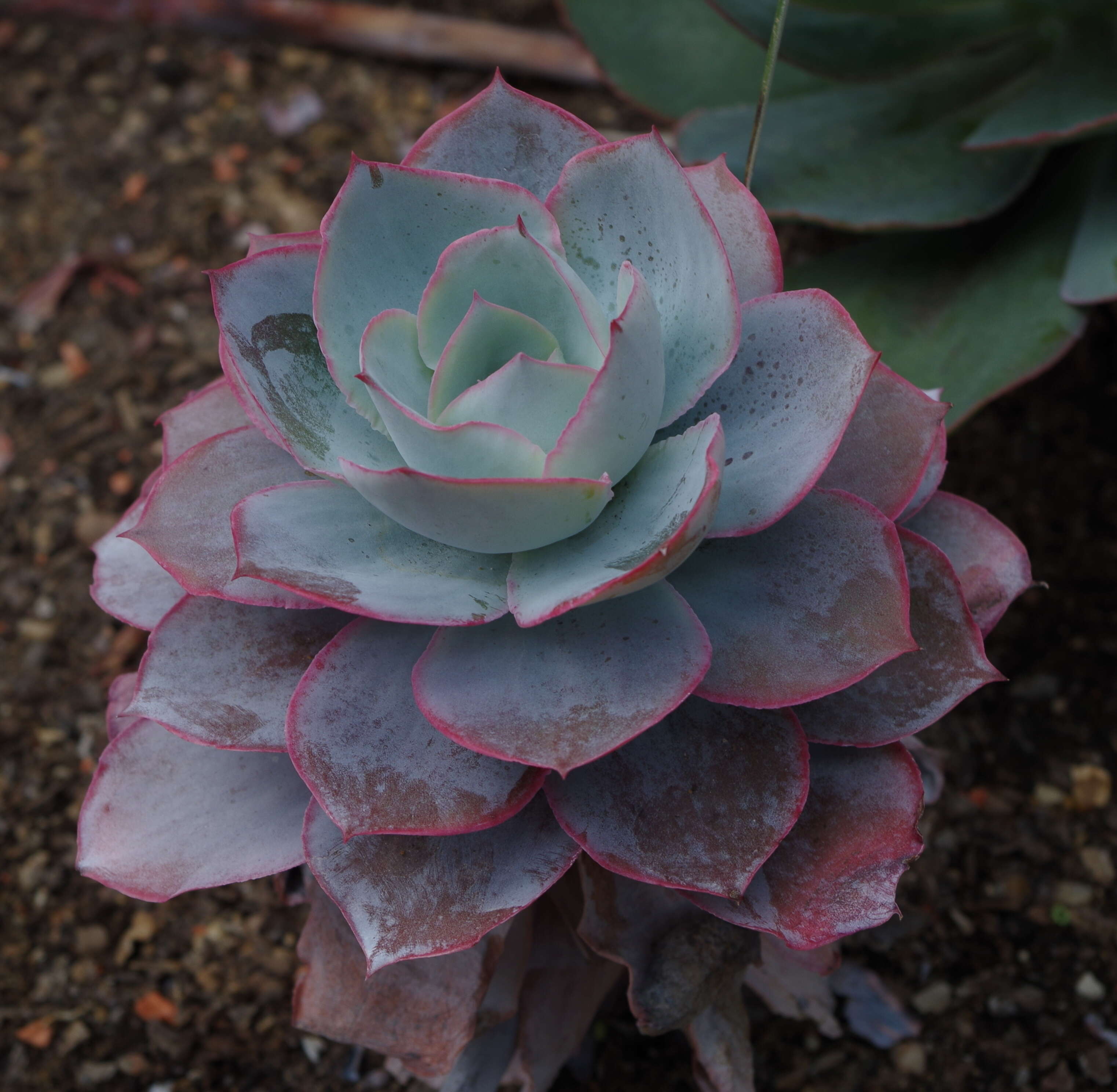 Image of Echeveria cante C. Glass & M. Mendoza-Garcia