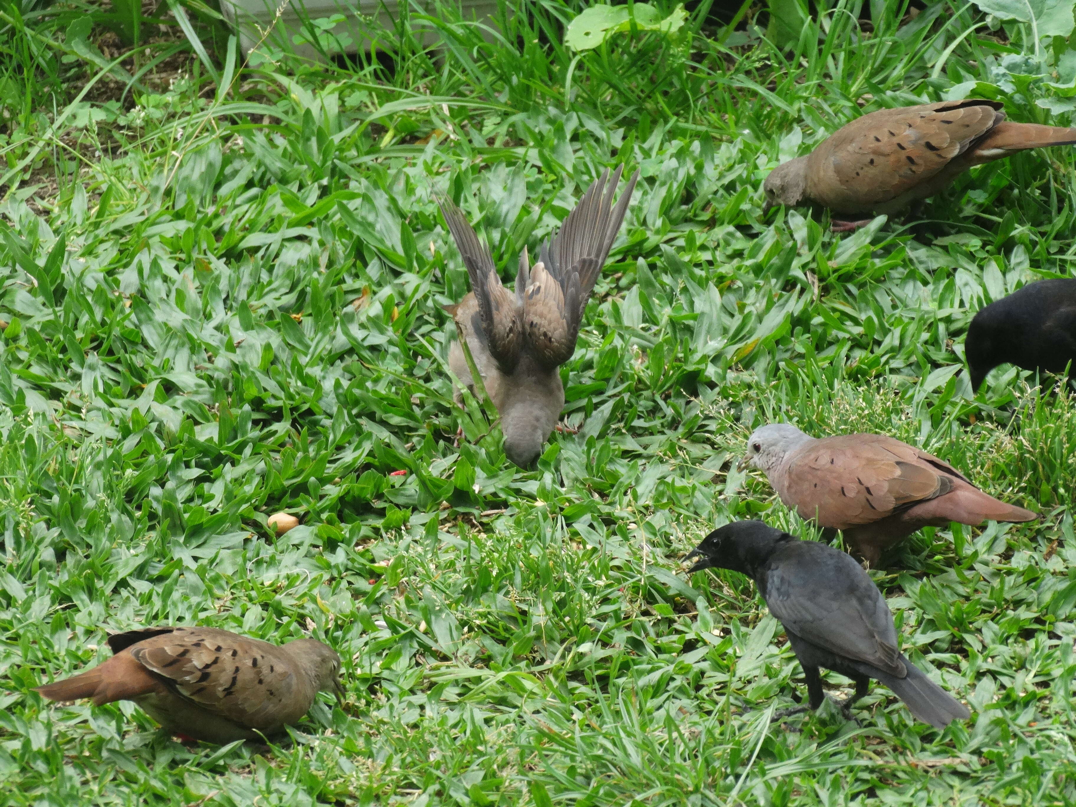 Image of Ruddy Ground Dove