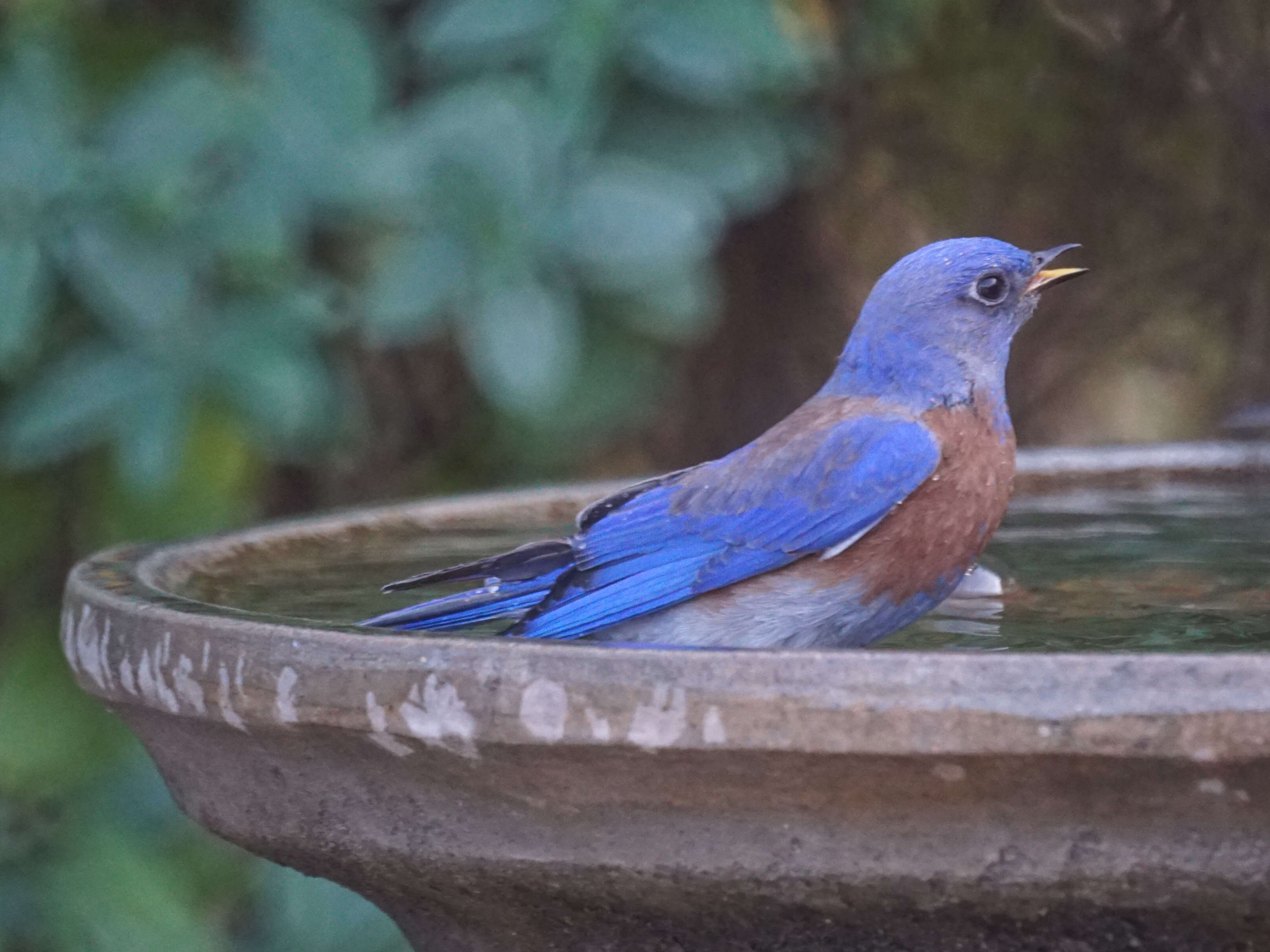 Image of Western Bluebird