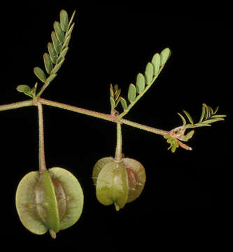 Image de Tribulus macrocarpus F. Müll. ex Benth.