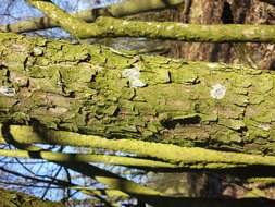 Image of Cornelian cherry dogwood